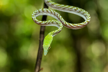 Image showing green Asian Vine Snake (Ahaetulla prasina)