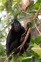 Image showing endemic sulawesi monkey Celebes crested macaque