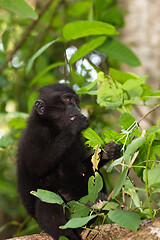 Image showing endemic sulawesi monkey Celebes crested macaque