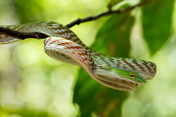 Image showing green Asian Vine Snake (Ahaetulla prasina)