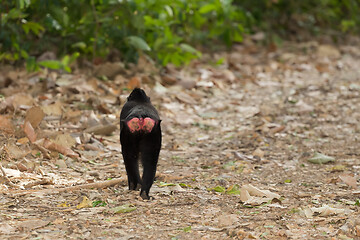 Image showing endemic sulawesi monkey Celebes crested macaque