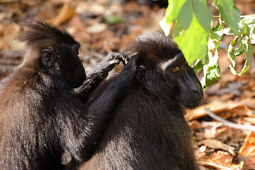 Image showing sulawesi monkey Celebes crested macaque