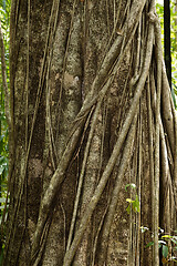 Image showing massive tree is buttressed by roots Tangkoko Park