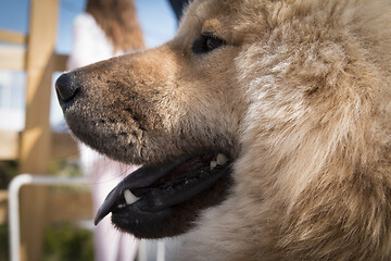 Image showing Eurasier