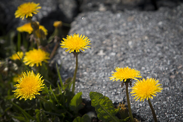 Image showing Dandelion