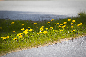 Image showing Dandelion