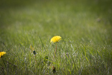 Image showing Dandelion