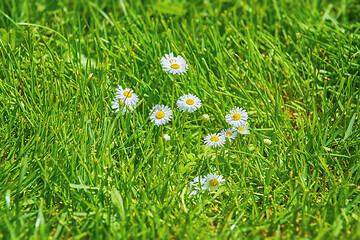 Image showing Camomile Flowers in Grass