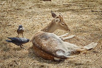 Image showing Crow Collects Wool