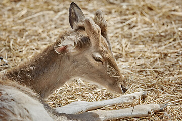 Image showing Deer Rests on the Ground