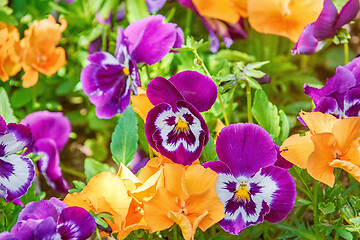 Image showing Flower Bed with Pansies