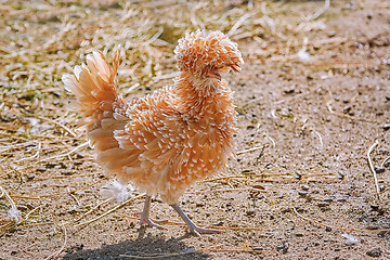 Image showing Polish Chicken in the Yard