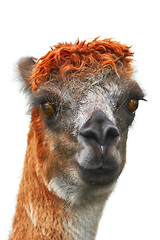 Image showing Portrait of Alpaca