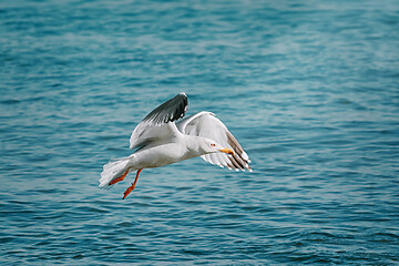 Image showing European Herring Gull