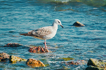 Image showing Subadult European Herring Gulls 