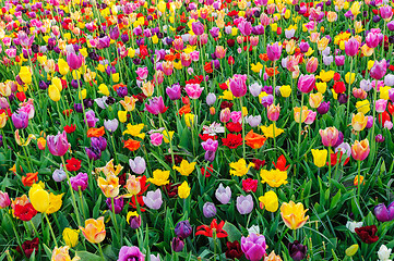 Image showing Tulip fields in Netherlands