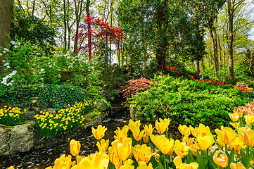 Image showing Tulip fields in Netherlands