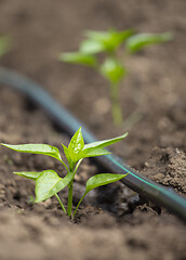 Image showing Pepper plants with drip irrigation