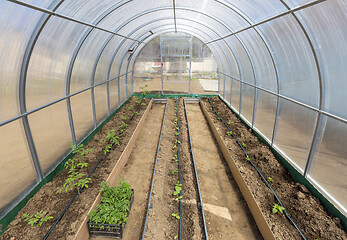 Image showing Vegetables in greenhouse drip irrigation