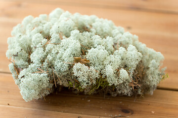 Image showing close up of reindeer lichen moss