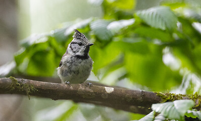 Image showing  European crested tit