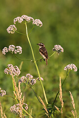 Image showing Whinchat (Saxicola rubetra) on wild heliotrope in summer sunset light