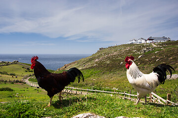 Image showing Chicken in Cornwall