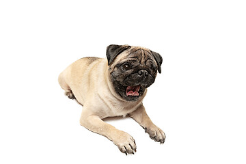 Image showing Cute pet dog pug breed sitting and smile with happiness feeling