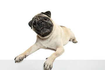 Image showing Cute pet dog pug breed sitting and smile with happiness feeling