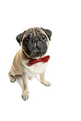 Image showing Cute pet dog pug breed sitting and smile with happiness feeling