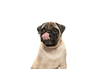 Image showing Cute pet dog pug breed sitting and smile with happiness feeling