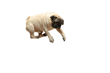 Image showing Cute pet dog pug breed jumping with happiness feeling