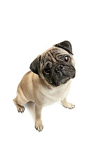 Image showing Cute pet dog pug breed sitting and smile with happiness feeling