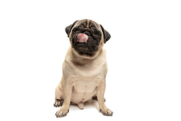 Image showing Cute pet dog pug breed sitting and smile with happiness feeling