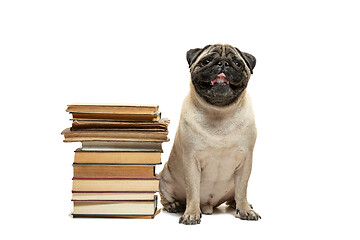 Image showing smart intelligent pug puppy dog sitting down between piles of books, on white background
