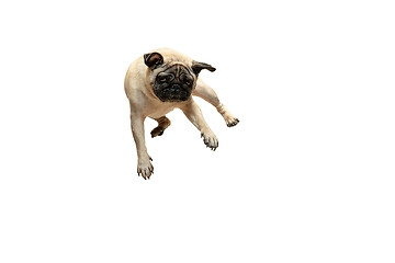 Image showing Cute pet dog pug breed jumping with happiness feeling