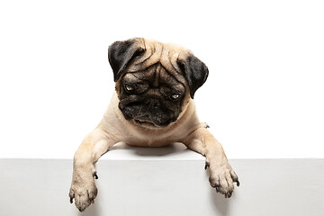 Image showing Cute pet dog pug breed sitting and smile with happiness feeling