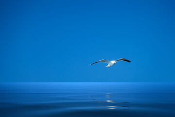 Image showing a seagull over the ocean