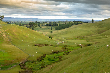 Image showing typical rural landscape in New Zealand