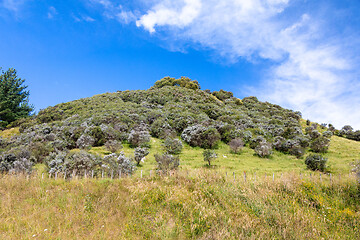 Image showing typical rural landscape in New Zealand