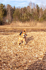 Image showing Little sheepdog