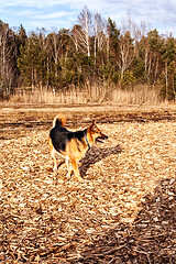 Image showing Little sheepdog