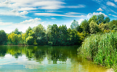 Image showing Forest near river