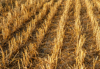 Image showing Harvested wheat field