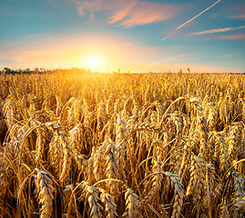 Image showing Field of Golden wheat