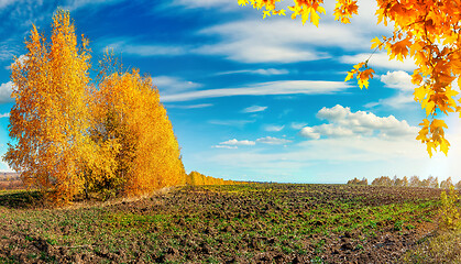 Image showing Autumn trees and field