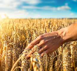 Image showing Golden heads of wheat