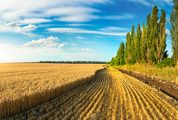 Image showing Wheat field landscape