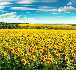 Image showing Field in the evening