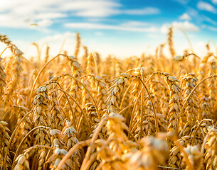 Image showing Field of wheat